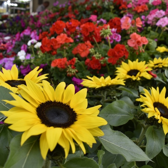 Meet your Posher, Emma - Picture 1 of 1